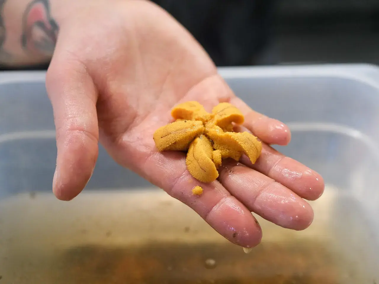 Une main tient délicatement un oursin de mer frais, prêt à être dégusté.