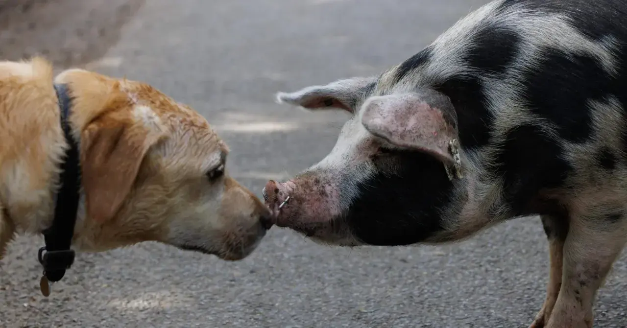 Un chien et un cochon se reniflent le museau, une rencontre inattendue entre un chien et un cochon.