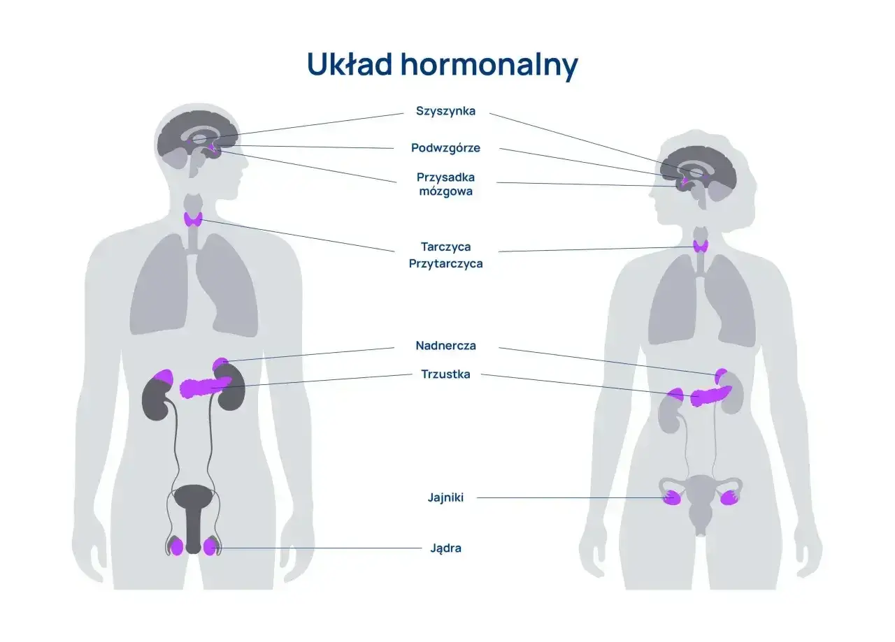 Schemat układu hormonalnego człowieka, pokazujący lokalizację gruczołów: szyszynki, podwzgórza, przysadki, tarczycy, przytarczyc, nadnerczy, trzustki, jąder i jajników.