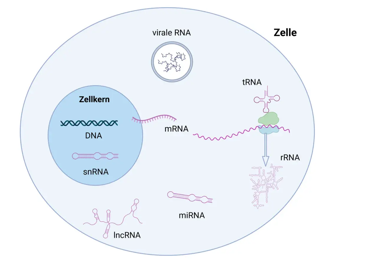 Schema zeigt den Aufbau von RNA-Molekülen in einer Zelle: DNA, mRNA, snRNA, miRNA, lncRNA, tRNA und virale RNA.