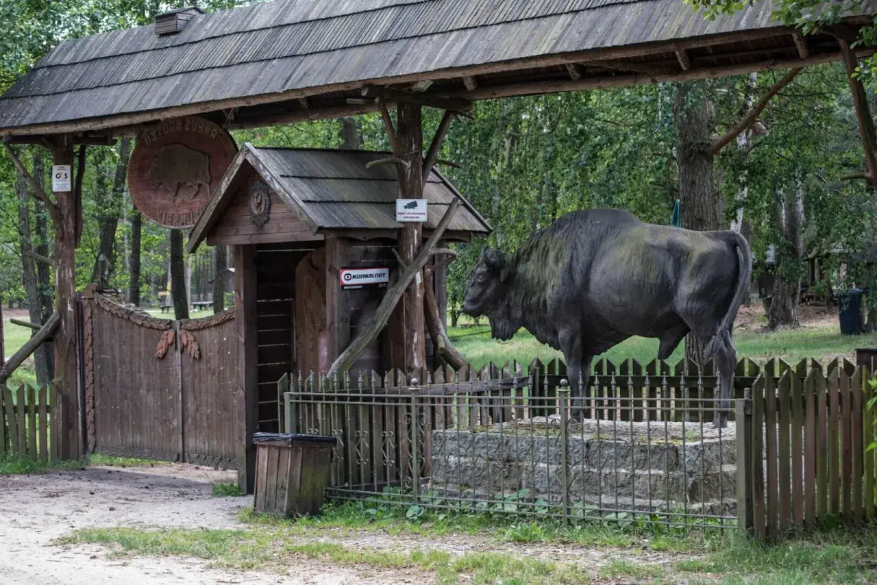 Brama do Ostoi Żubra, gdzie żubr-pomnik wita gości. Wspaniałe kiermusy atrakcje dla całej rodziny.