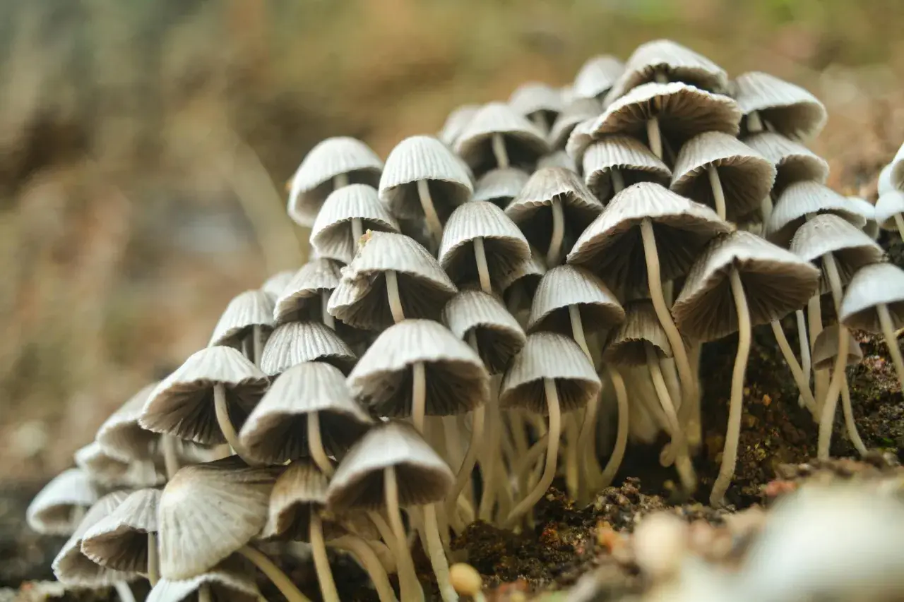 Growkit Golden Teacher - zestaw edukacyjny do obserwacji grzybni