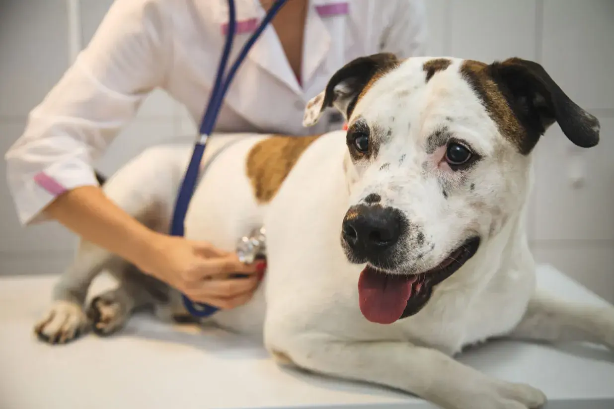 A veterinarian listens to a dog's chest with a stethoscope, checking for signs of an enlarged heart in dogs.