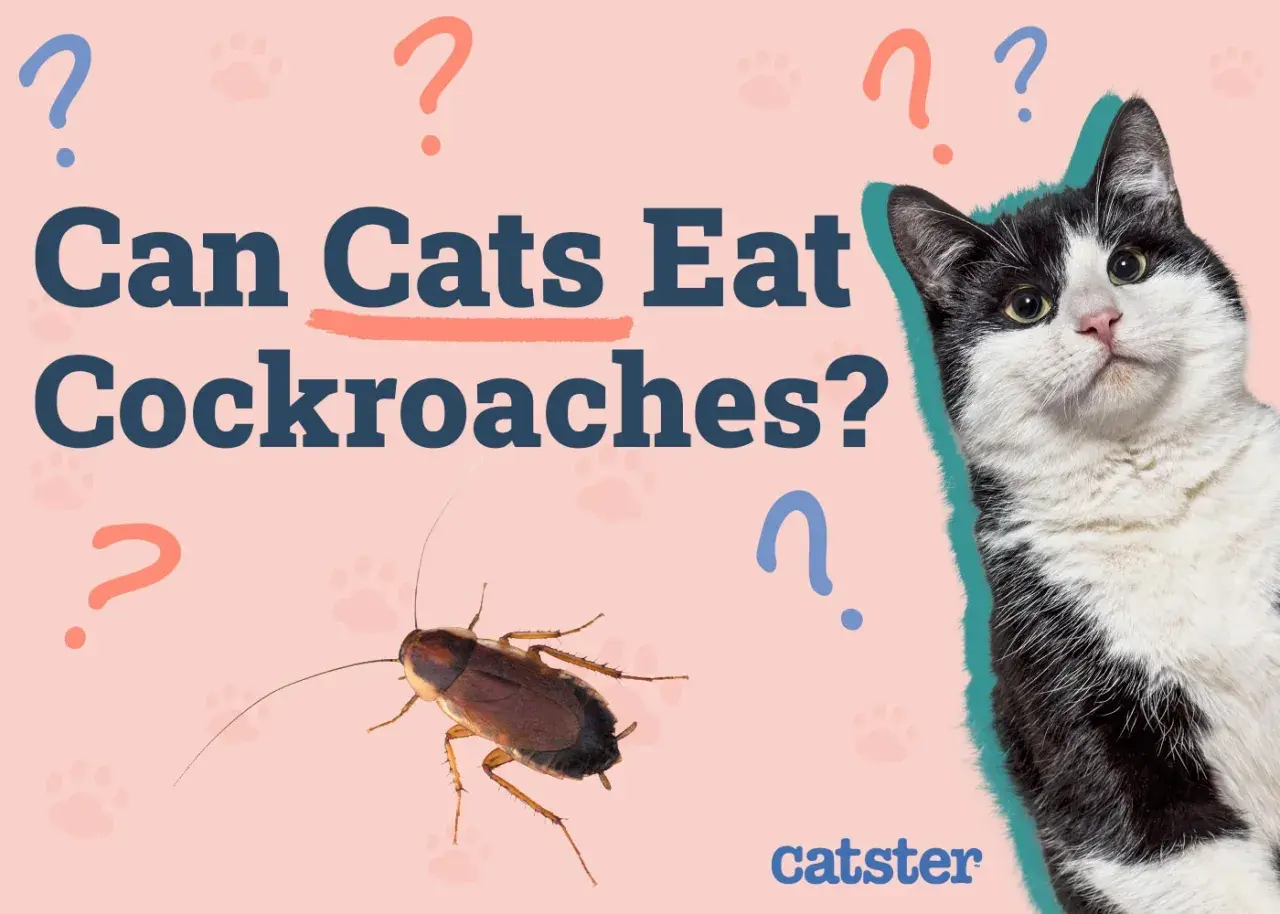 A black and white cat looks curiously at a cockroach, with the text "Can Cats Eat Cockroaches?" and question marks scattered around.