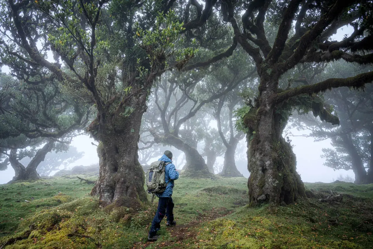 Ein Wanderer erkundet den mystischen Fanal Forest, umgeben von moosbewachsenen, knorrigen Bäumen und dichtem Nebel.