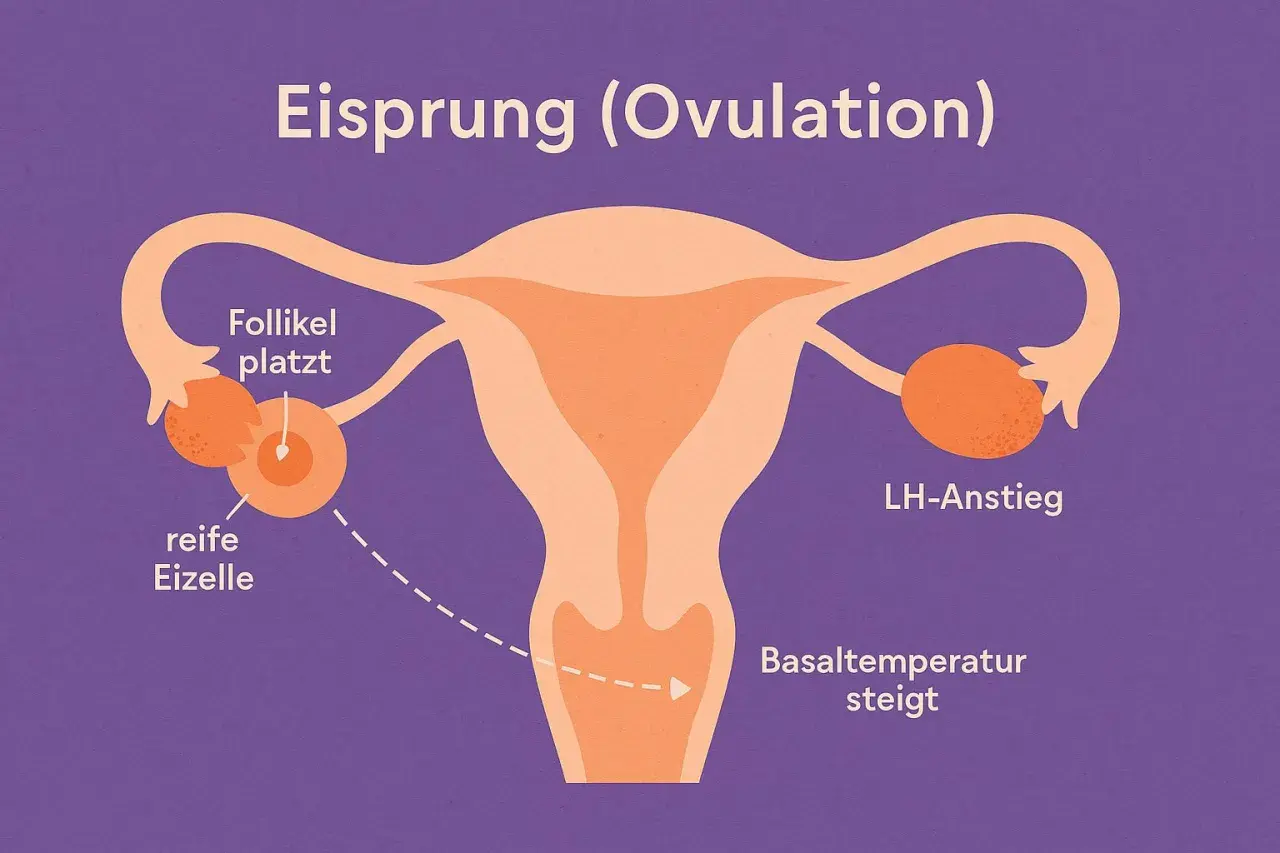 Illustration zeigt, was passiert beim Eisprung: Follikel platzt, reife Eizelle wird freigegeben, LH-Anstieg und Basaltemperatur steigt.