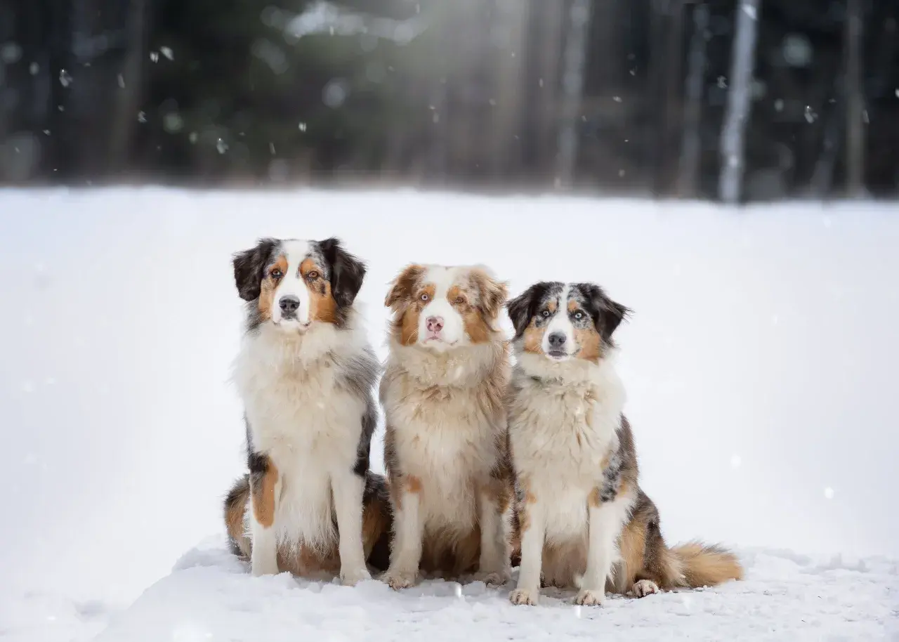Drei wunderschöne Australian Shepherds, darunter ein goldener Aussie, sitzen im Schnee.