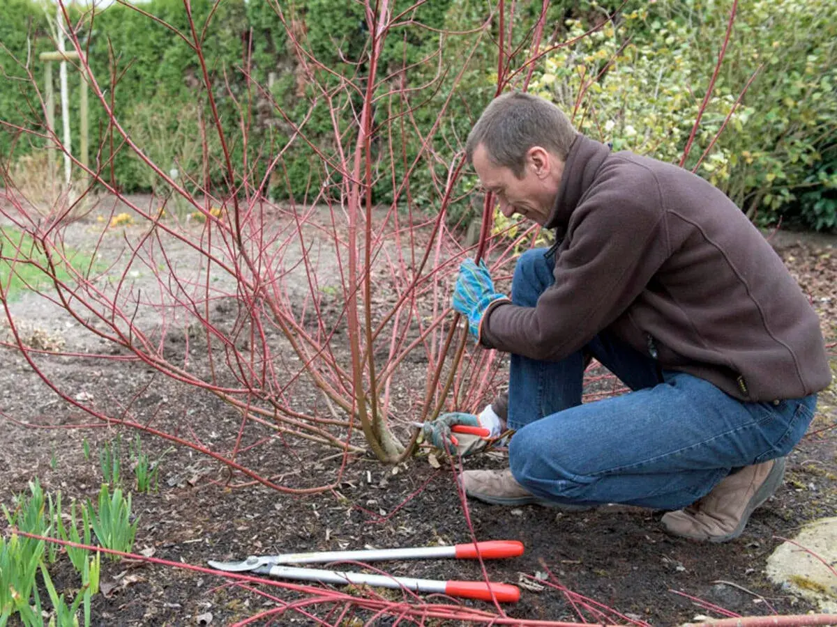Mann schneidet im Garten einen japanischen Hartriegel zurück. Rote Zweige und Gartengeräte liegen am Boden.