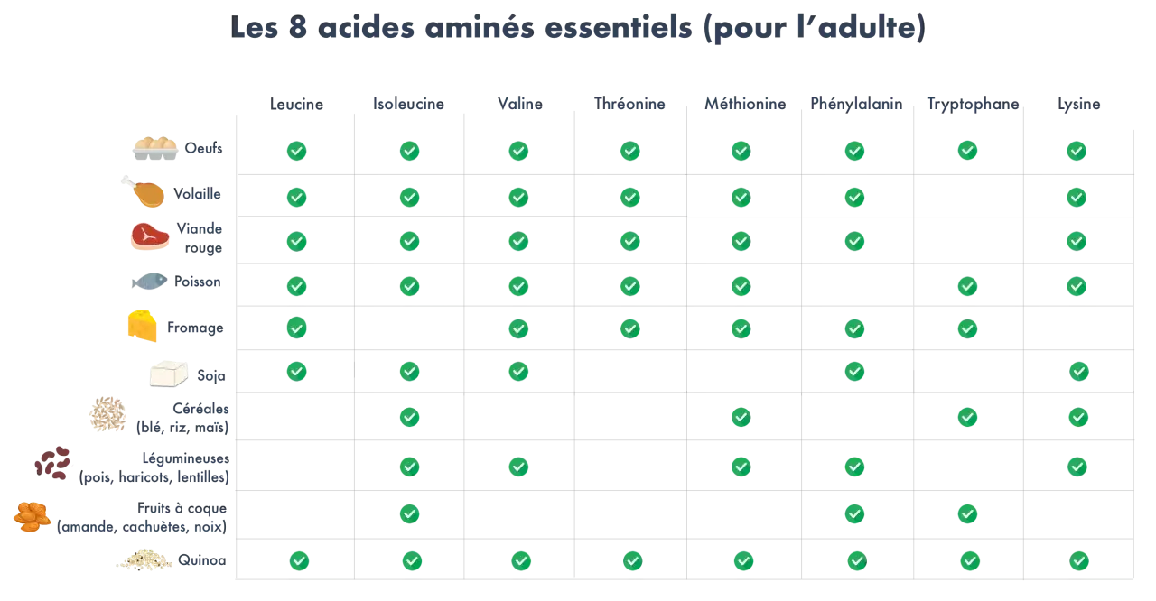 Tableau montrant a quoi servent les acides aminés essentiels, avec des aliments comme les œufs, la viande et le soja.