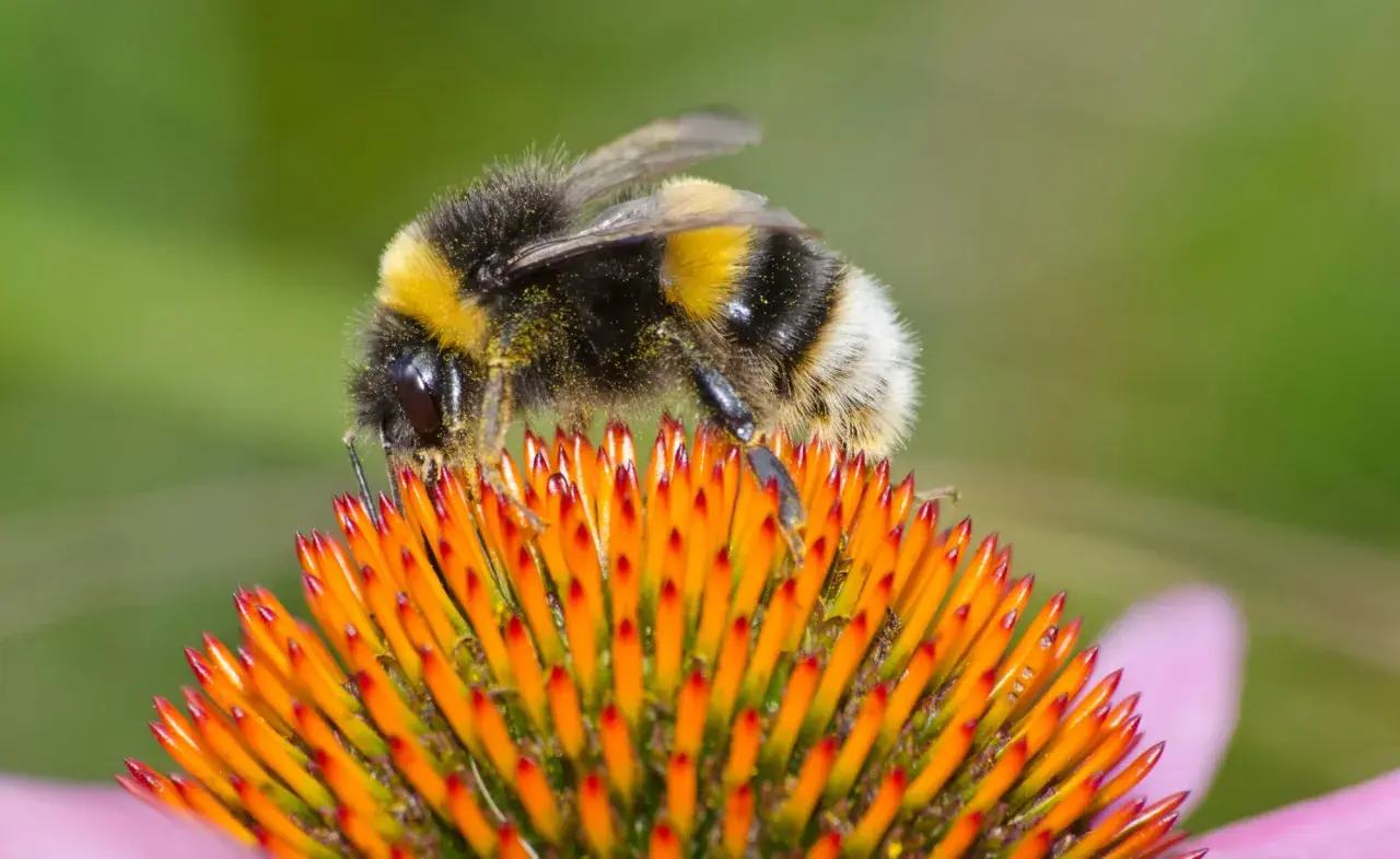 Eine Hummel sammelt Pollen auf einer orangen Blüte. So machen Hummeln ihren wichtigen Job.