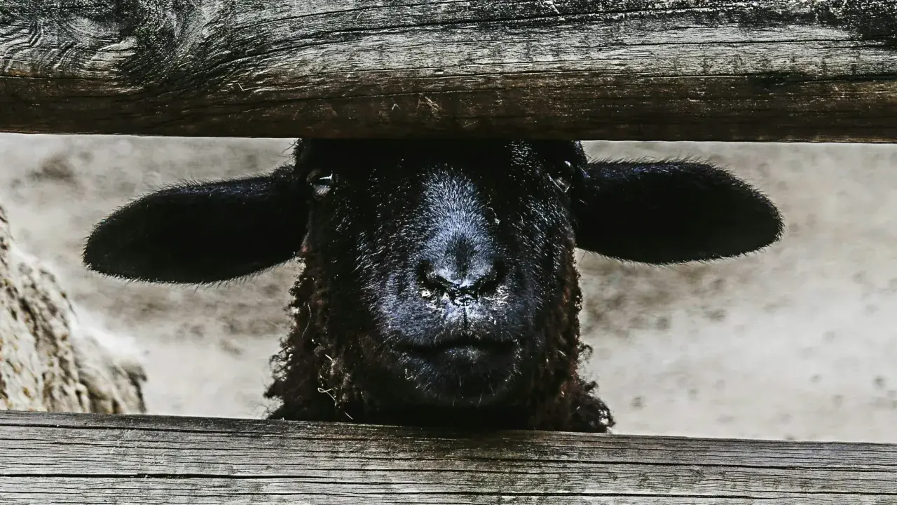 Een zwart schaap, het zwarte schaap van de familie, kijkt nieuwsgierig over een houten hek.