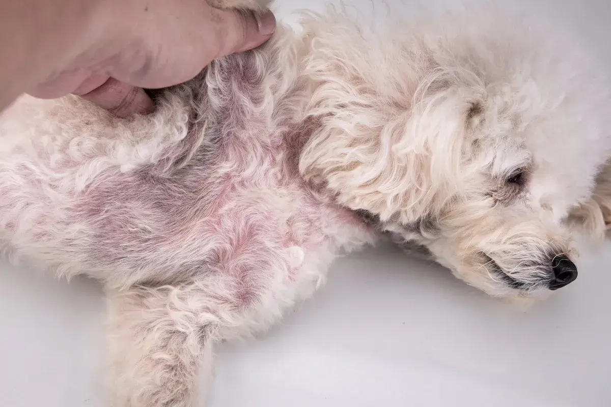 Un cane bianco con pelo arruffato mostra un'area arrossata e irritata sul fianco, segno di un forte prurito.