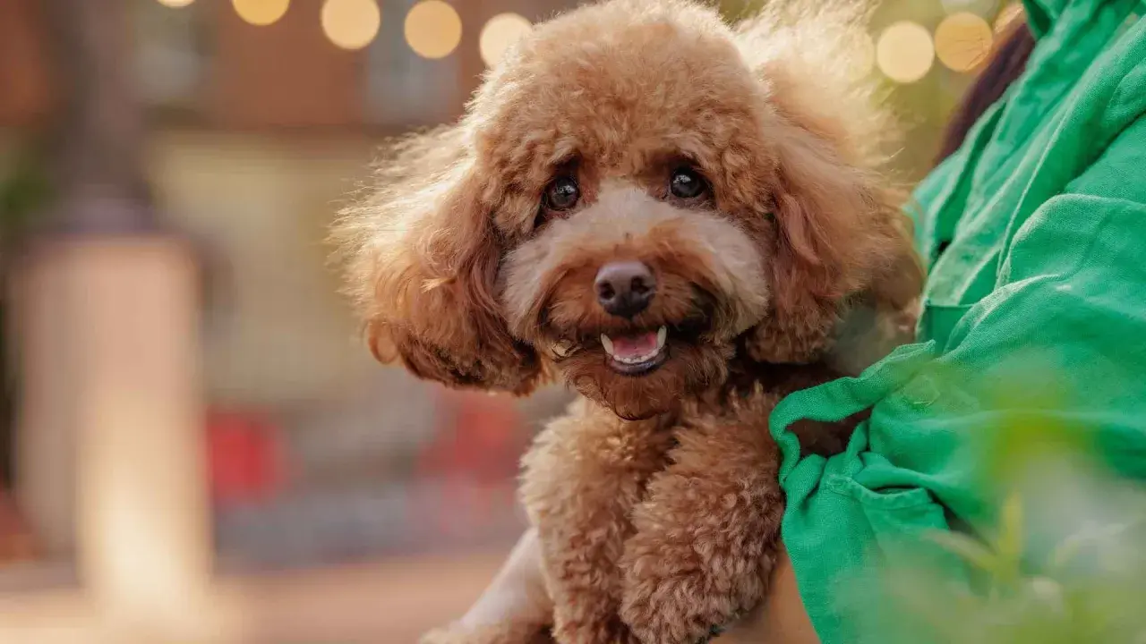 Adorable caniche marrón, un ejemplo de perros que no sueltan pelo, sonríe felizmente mientras es abrazado.