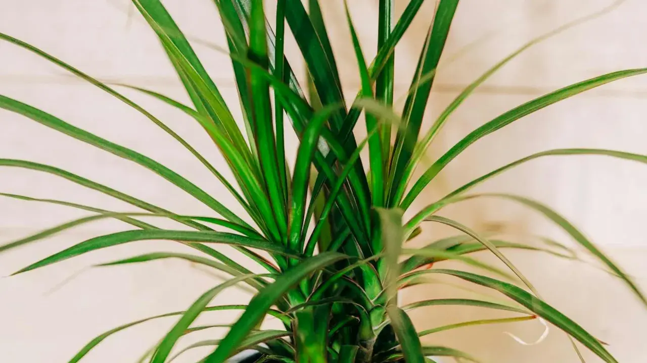 Zielona dracena odmiany o długich, wąskich liściach, tworząca gęsty pióropusz.