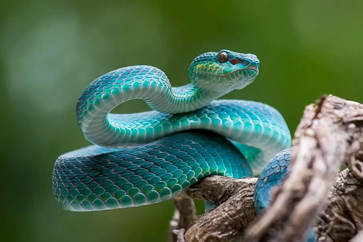 Serpiente verde azulada enroscada en una rama. Sus escamas brillan, como si fuera un sueño con serpientes.