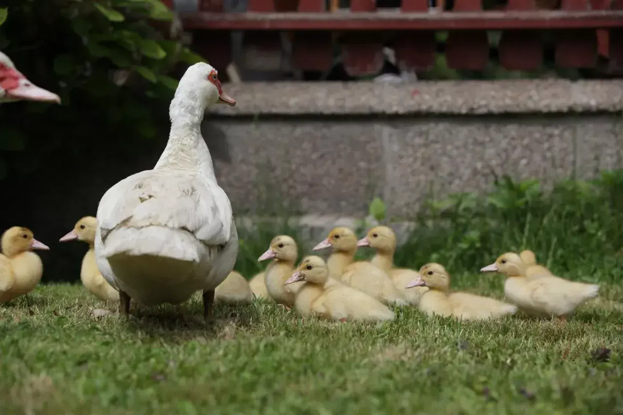 Ile kosztuje kaczka domowa? Poznaj aktualne ceny na rynku