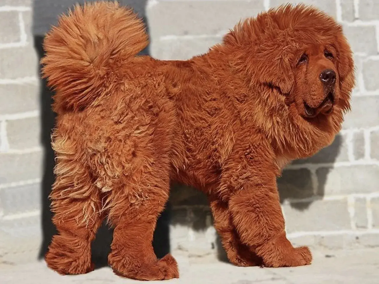 Un majestuoso mastín tibetano de pelaje rojizo y abundante melena posa con orgullo frente a una pared de ladrillos.