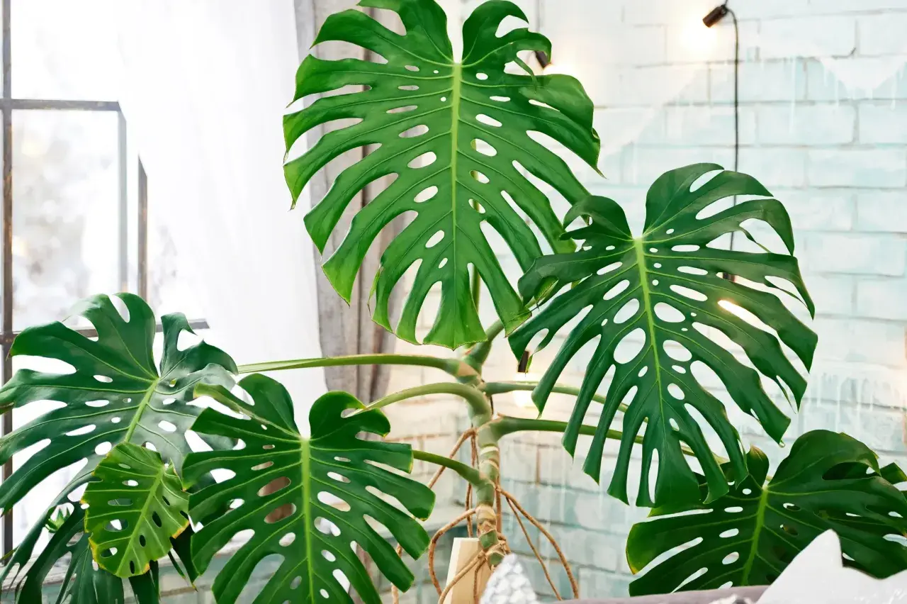 Große, grüne Monstera-Blätter mit charakteristischen Schlitzen und Löchern. Die Pflanze steht vor einem Fenster mit Gardinen und einer hellen Ziegelwand. Tipps zur Monstera Pflege sind hier gut sichtbar.