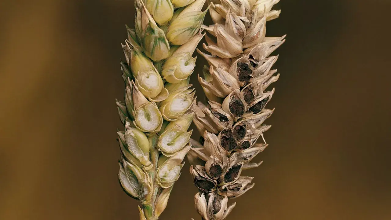 Épis de blé comparant un grain sain et un grain atteint de carie du blé, montrant la destruction des grains sains par la maladie.