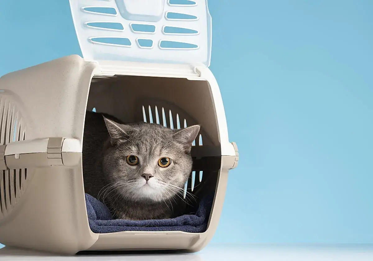 Gato gris asustado en transportín. Quizás necesite feromonas para gatos para calmarse.