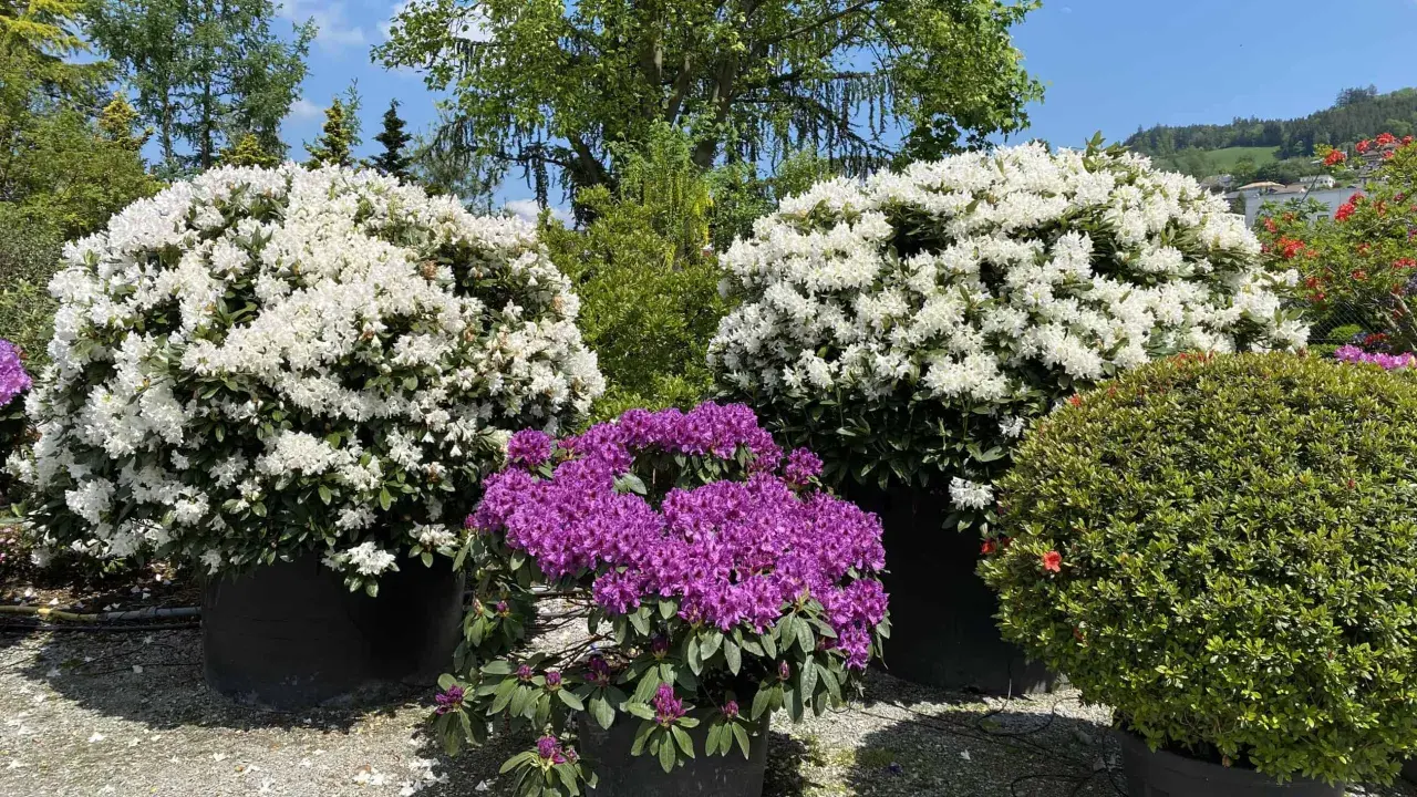 Prächtige Rhododendron-Pflanzen in Weiß und Lila blühen üppig in großen Töpfen.