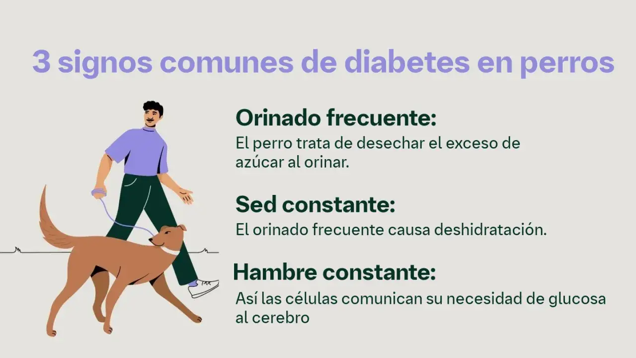 Hombre pasea a su perro, ilustrando los síntomas de diabetes en perros: orinado frecuente, sed y hambre constantes.