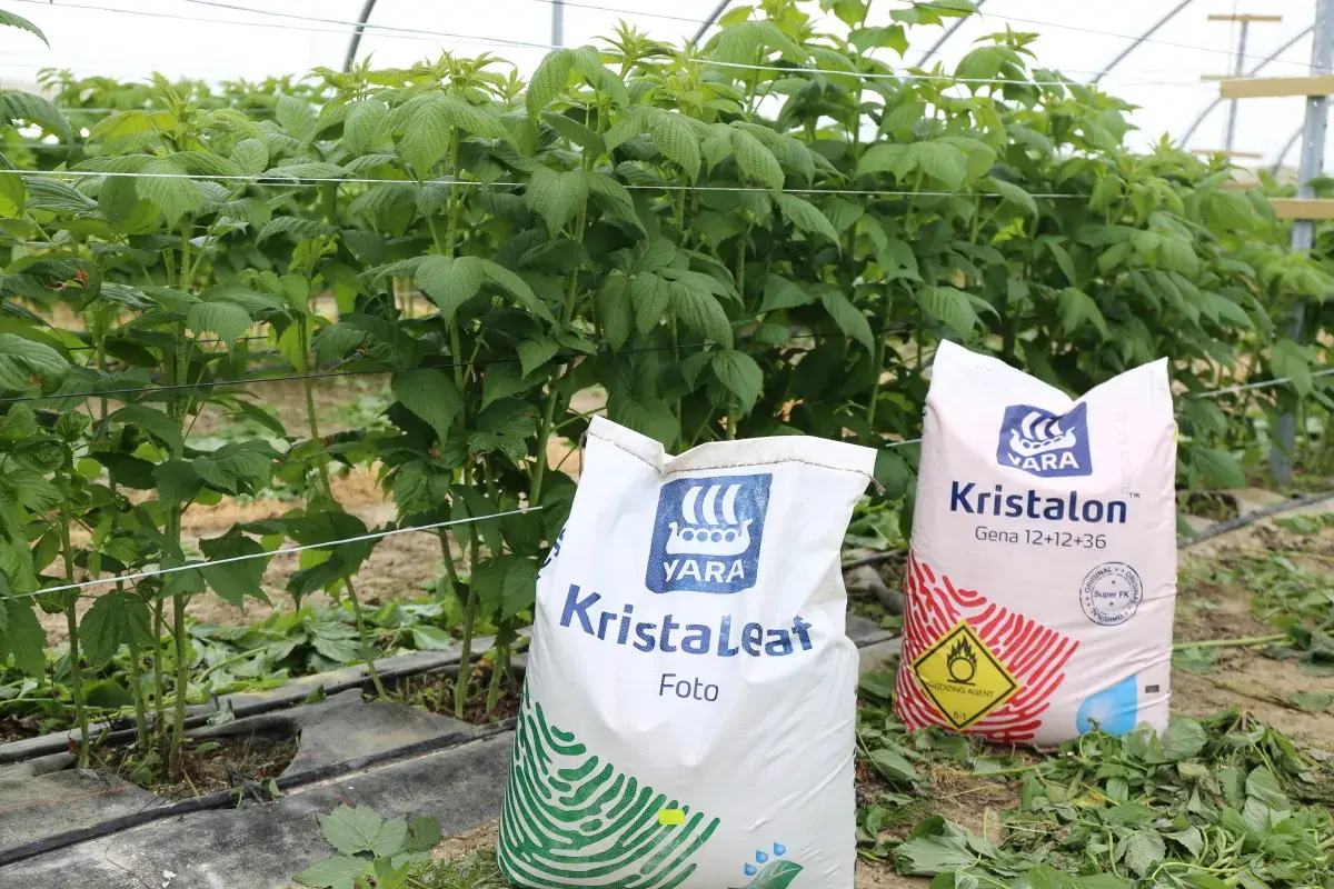 W magazynie z łukowym dachem, w rzędach stoją białe big-bagi. Wózek widłowy przewozi jeden z nich. **Kristalon jaki kolor kiedy** jest przechowywany w takich warunkach?