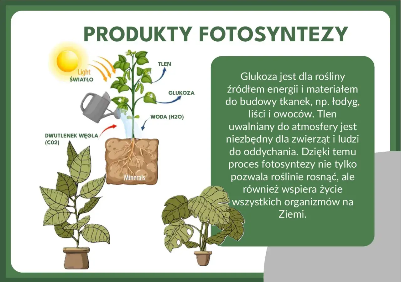 Ilustracja pokazuje, czym jest fotosynteza: roślina pobiera światło, wodę, dwutlenek węgla i minerały, by wytworzyć glukozę i tlen.