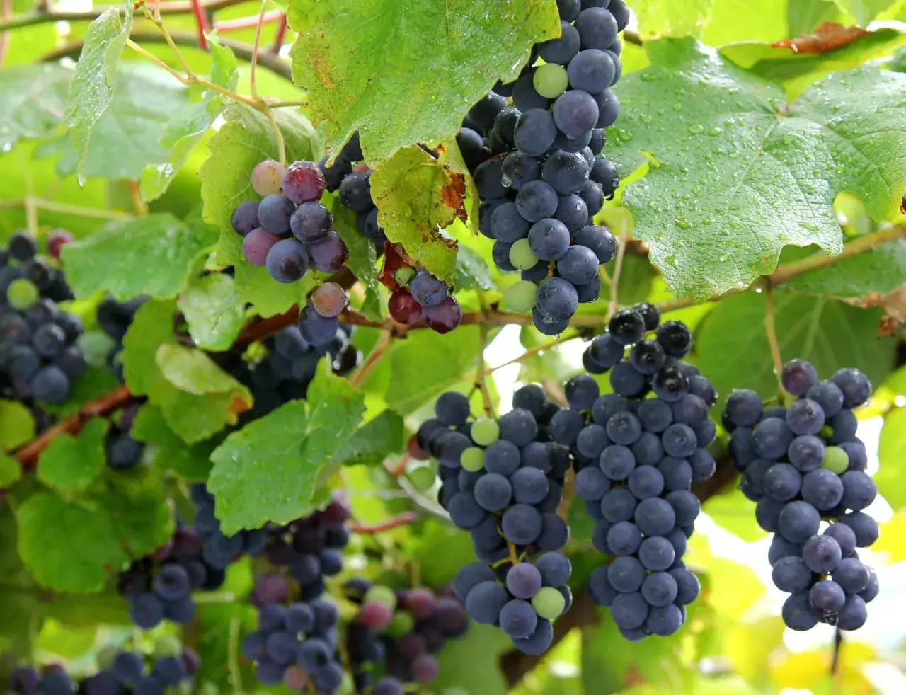 Grappoli di uva fragolina, alcuni ancora verdi, pendono da un tralcio bagnato dalla pioggia.