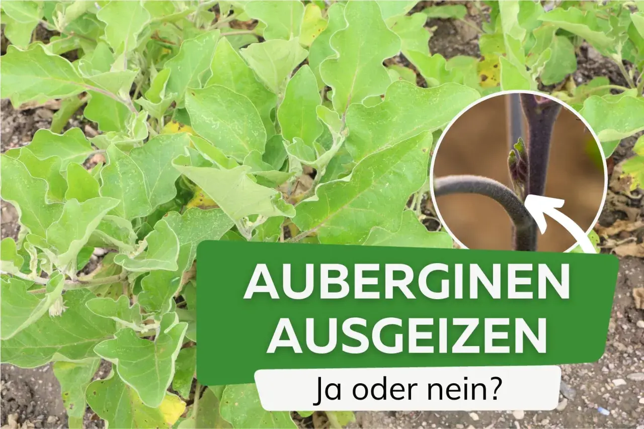 Grüne Auberginepflanze mit Text "AUBERGINEN AUSGEIZEN". Nahaufnahme zeigt junge Triebe, die ausgegeizt werden könnten.