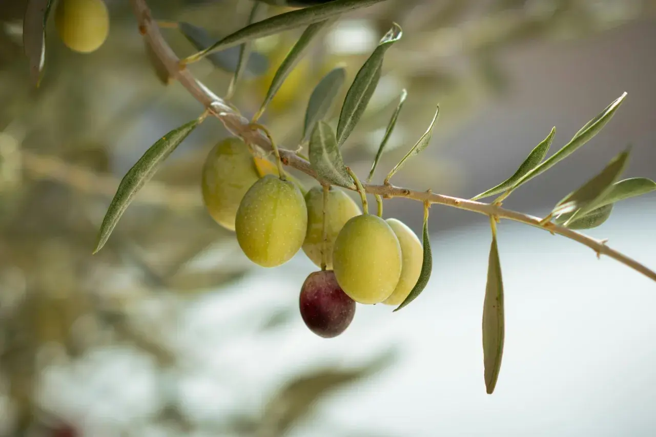 Ramitas de olivo picual con aceitunas verdes y una morada. Sus características son ideales para aceite de alta calidad.