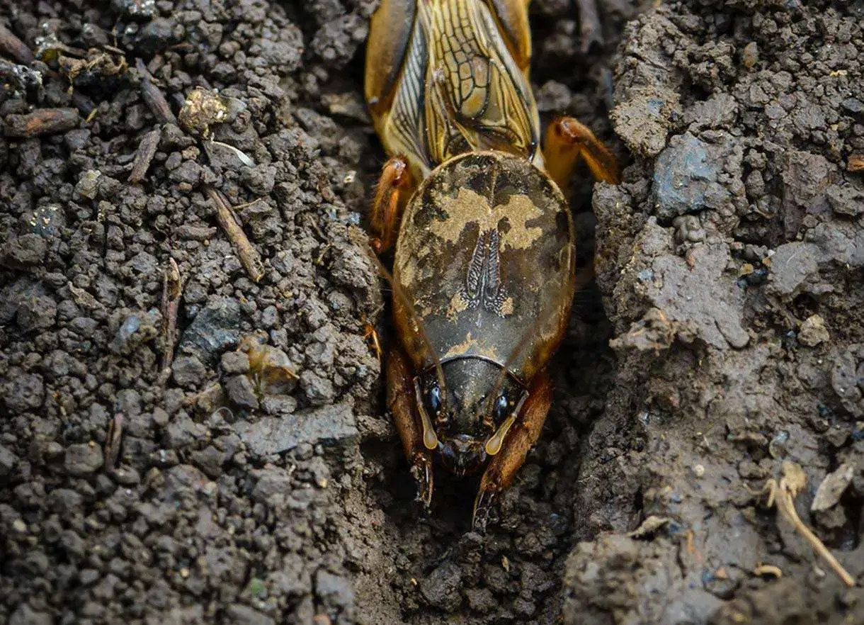 Insetti che fanno buchi nel terreno, un talpa che scava il suo tunnel.