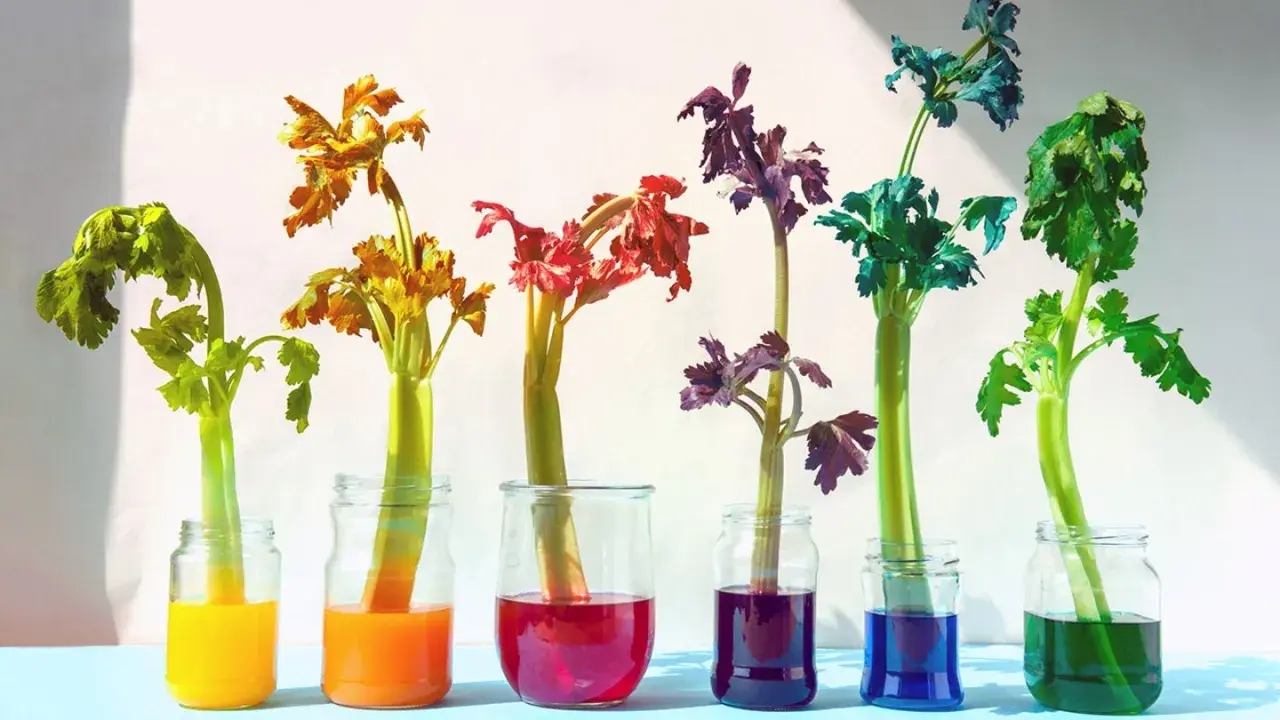 Bunte Sellerie-Stiele in Gläsern: Ein lebendiges Farbexperiment für Kinder, das zeigt, wie Pflanzen Wasser aufnehmen.