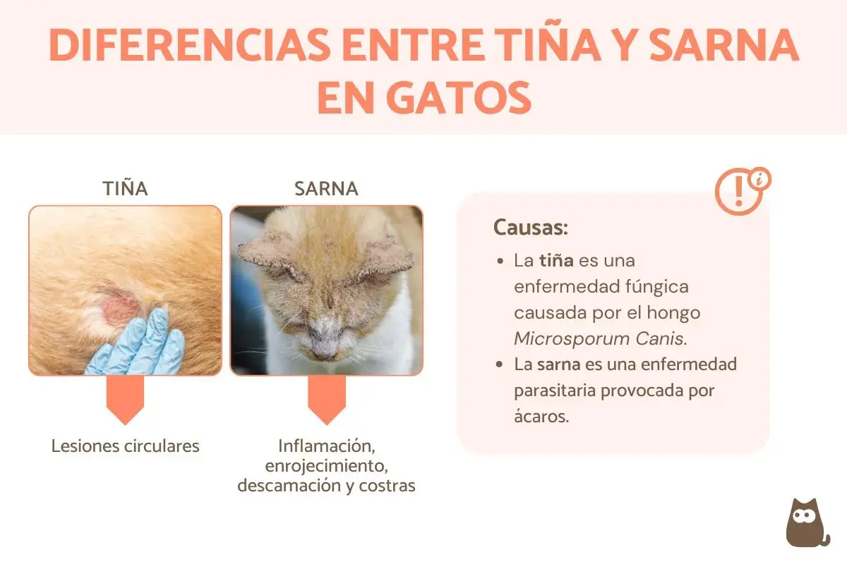 Comparativa de tiña y sarna en gatos: la tiña causa lesiones circulares, mientras que la sarna provoca inflamación y costras.