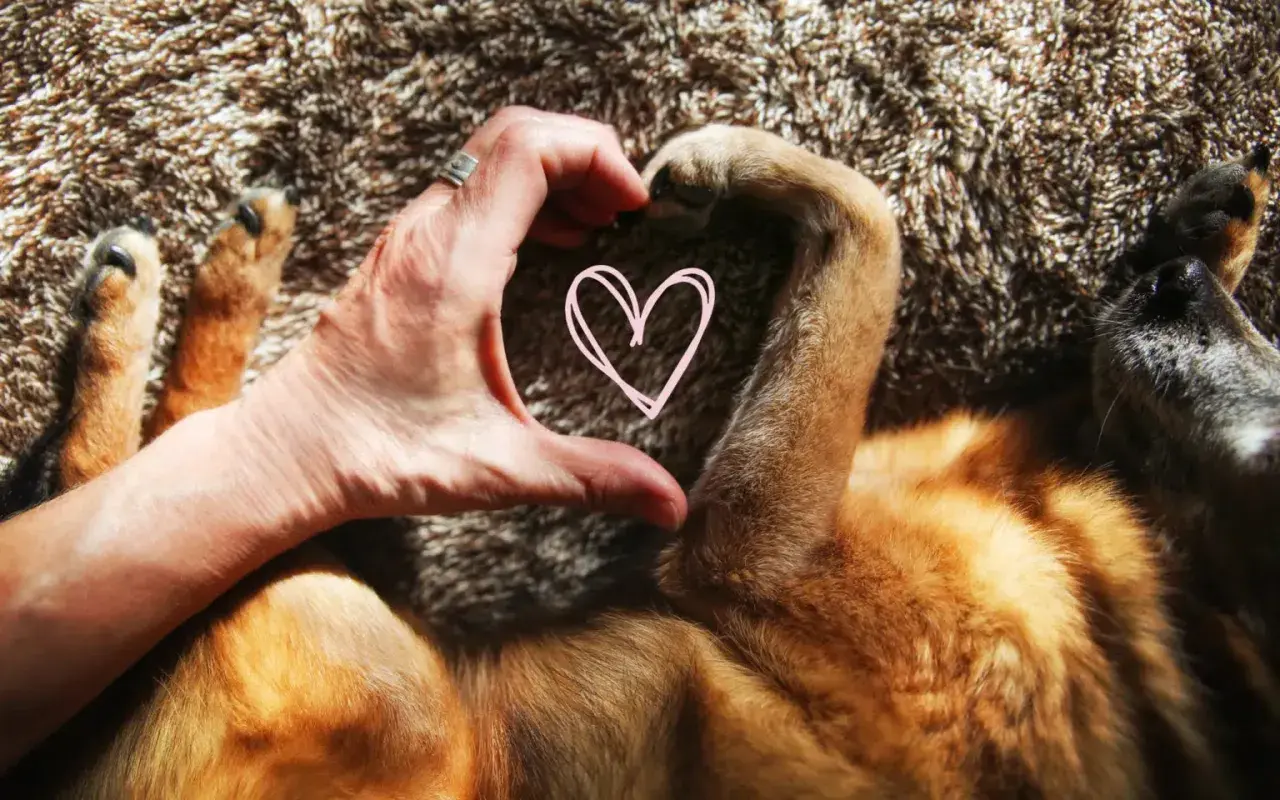 A hand forms a heart shape with a dog's paw, a sweet gesture showing signs your dog loves you.
