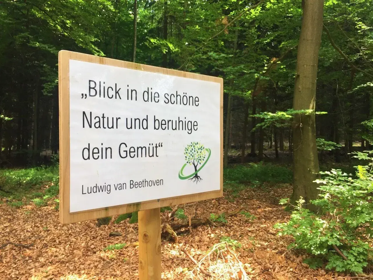 Schild im Wald: "Blick in die schöne Natur und beruhige dein Gemüt" – das ist Waldbaden. Ludwig van Beethoven.