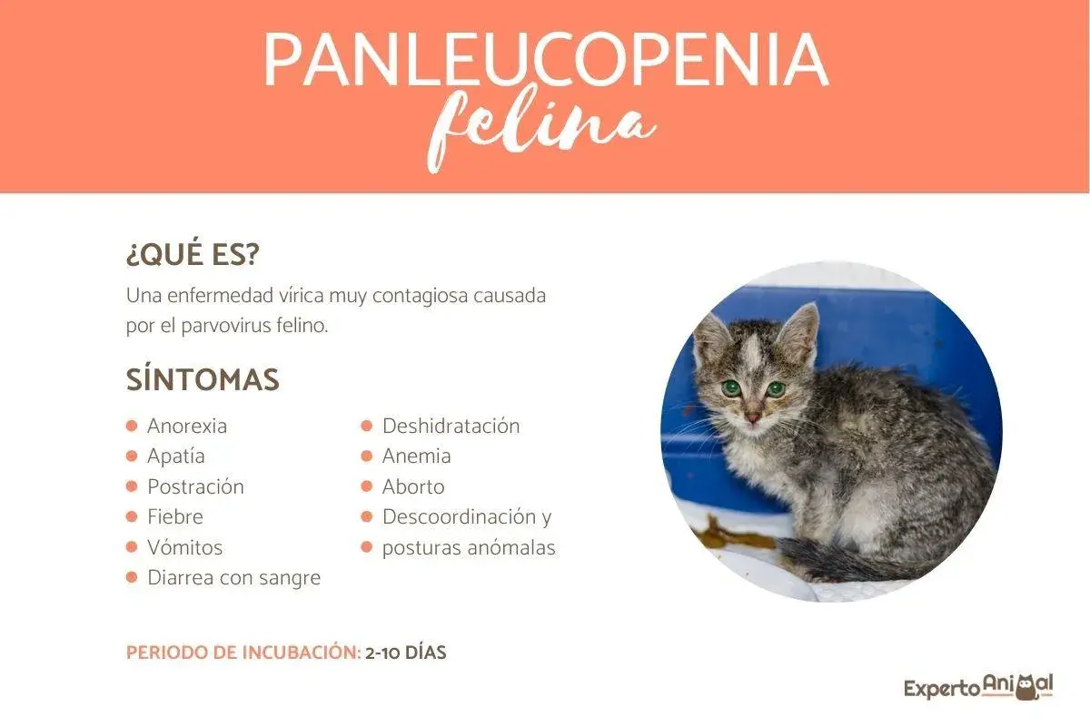 Gatito con aspecto enfermo, síntomas de panleucopenia felina: anorexia, fiebre, vómitos, diarrea, deshidratación y anemia.