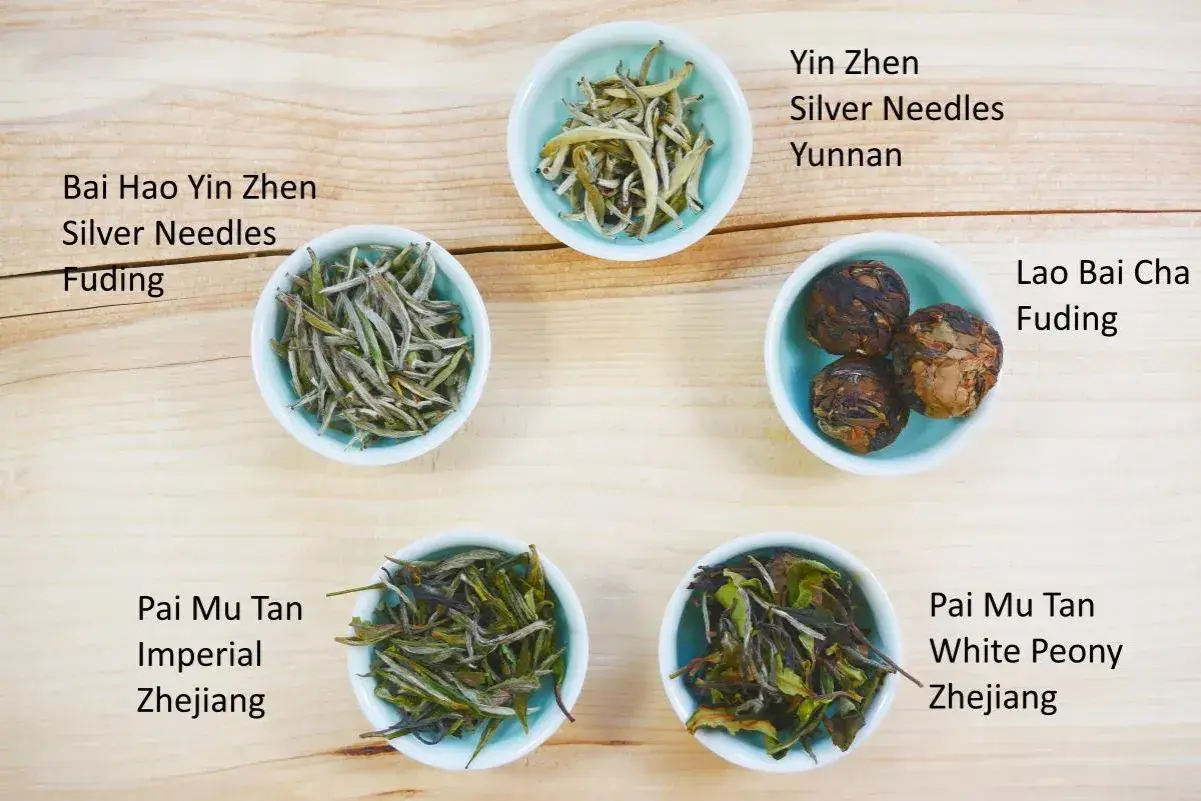 Fünf Schalen mit weißem Tee: Bai Hao Yin Zhen Silver Needles, Yin Zhen Silver Needles, Lao Bai Cha, Pai Mu Tan Imperial und Pai Mu Tan White Peony. Die silbernadel tee wirkung ist sanft und belebend.