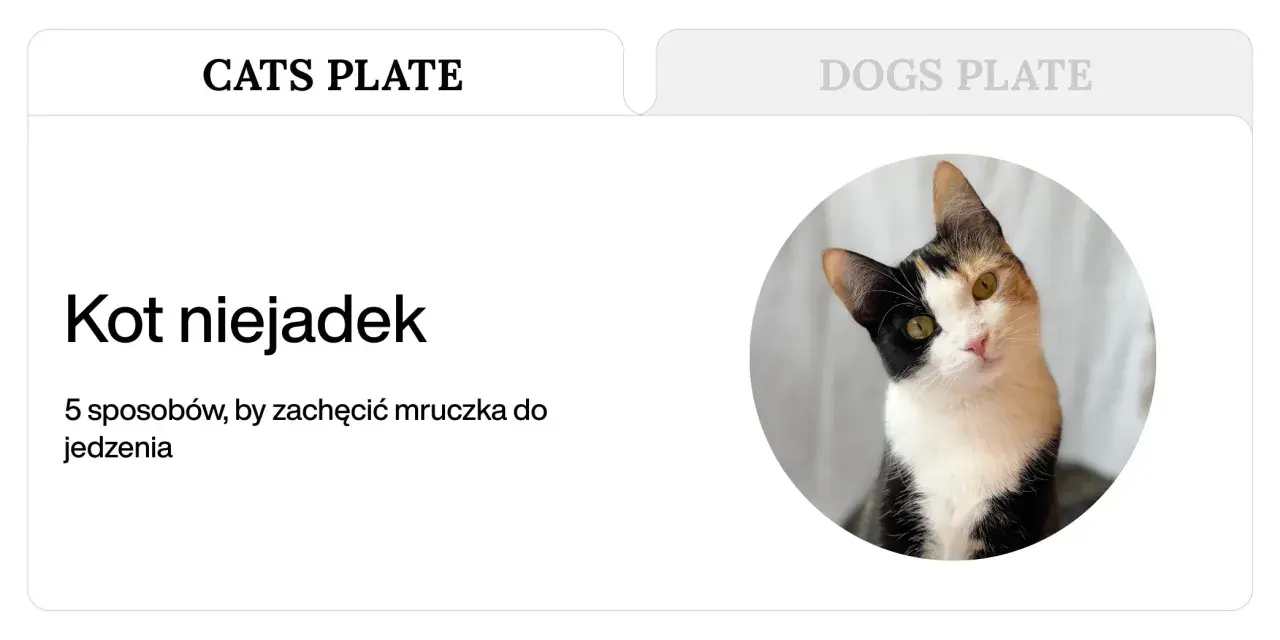 Trójkolorowy kotek z zaciekawieniem spogląda na czytelnika. Artykuł "Kot niejadek" podpowiada, jak znaleźć dobrą karmę dla kota niejadka.