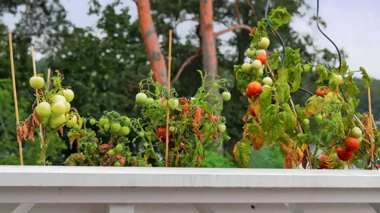 Reife und grüne Tomaten an Pflanzen im Wintergarten, die an Stöcken befestigt sind.