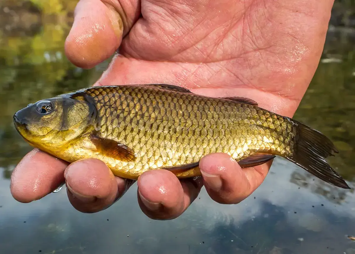 Ein kleiner, goldbrauner Giebel (Fisch) liegt in einer feuchten Hand über klarem Wasser.