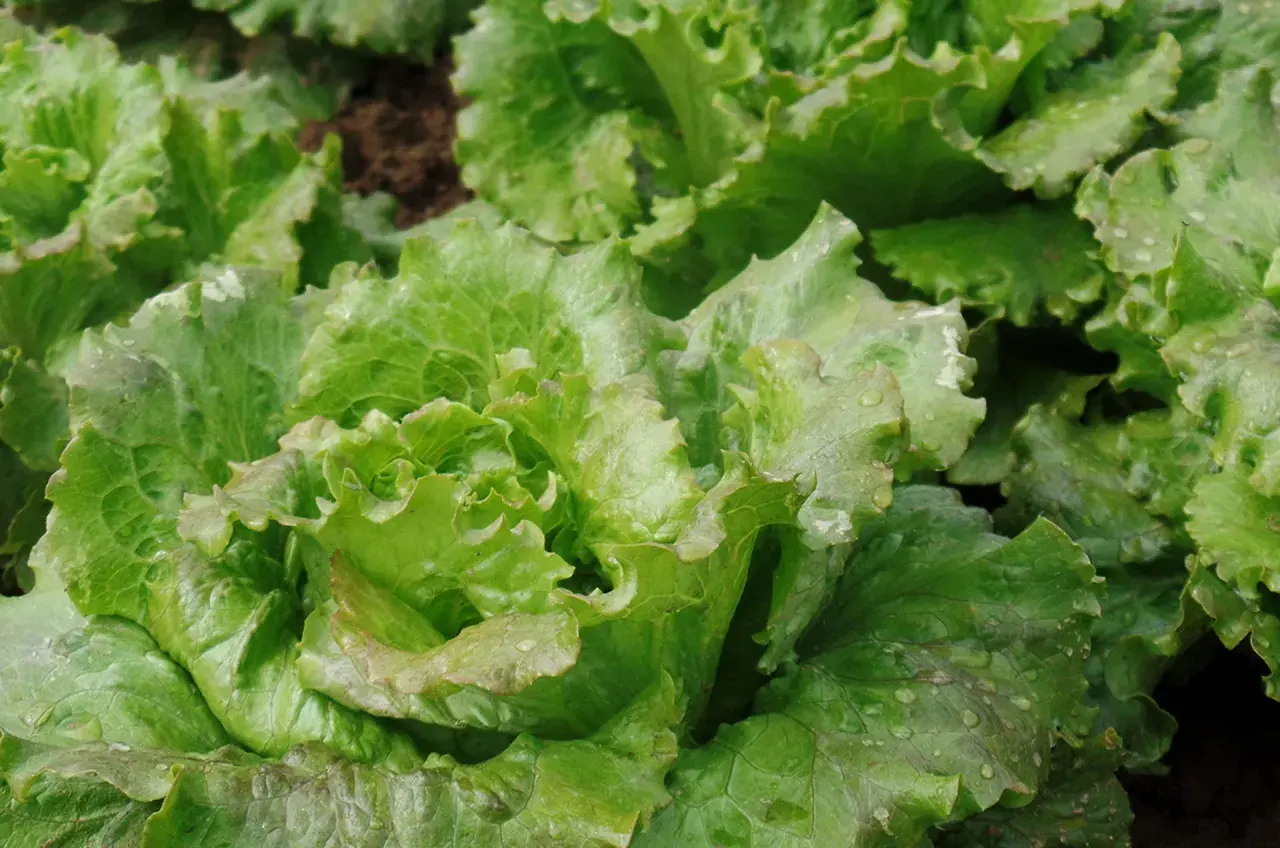 Lattuga Canasta fresca e croccante, con gocce di rugiada sulle foglie verdi e ondulate, pronta per un'insalata estiva.