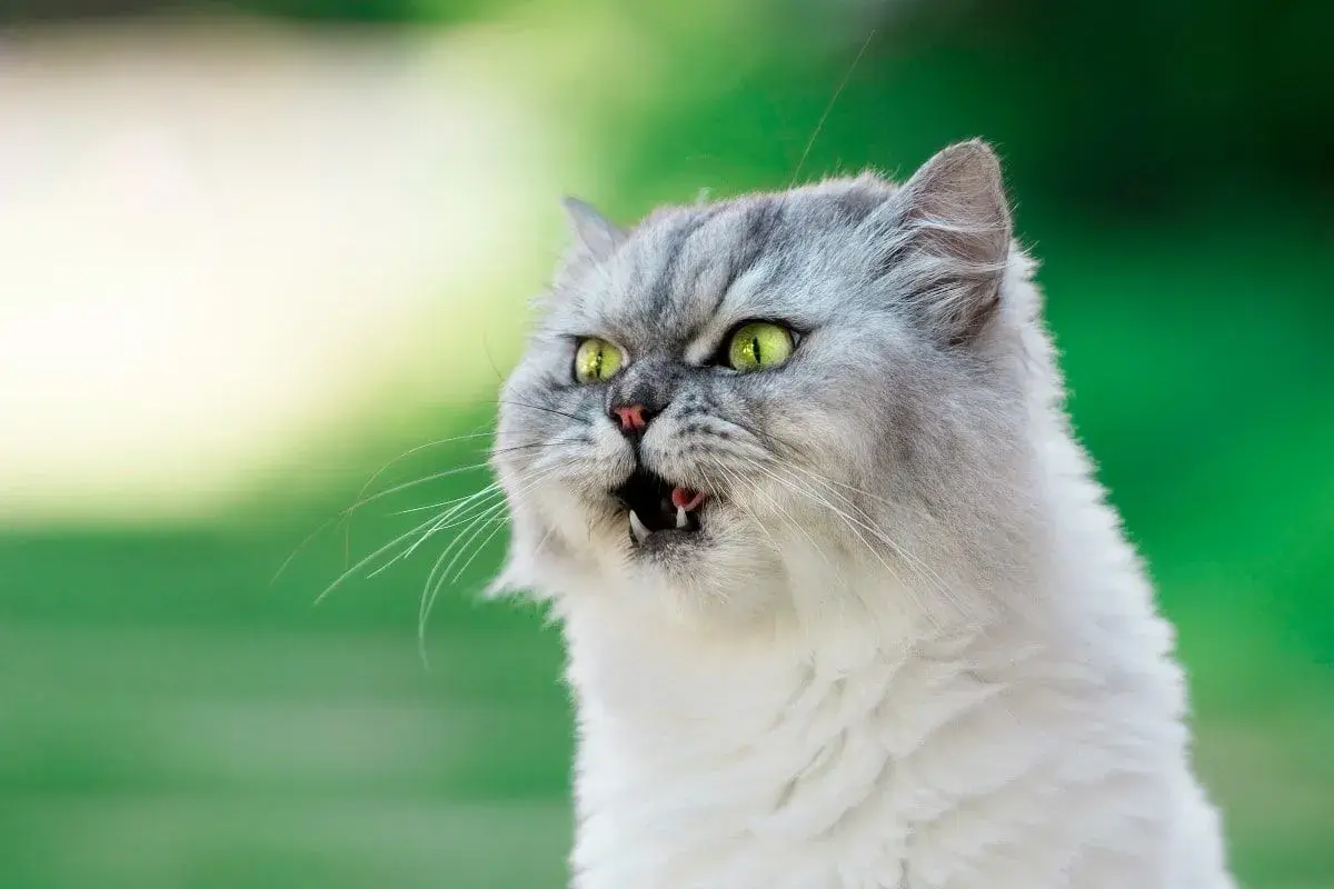 Puszysty kot z zielonymi oczami otwiera pyszczek, jakby zastanawiał się, czy koty mają czkawkę.