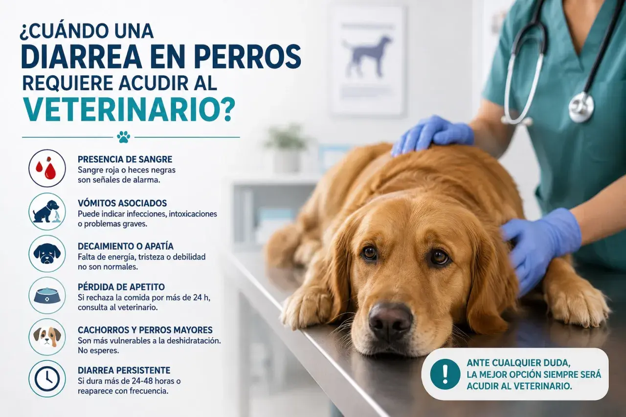 Un veterinario examina a un perro dorado con diarrea. La imagen detalla cuándo buscar ayuda profesional para cortar la diarrea en perros.