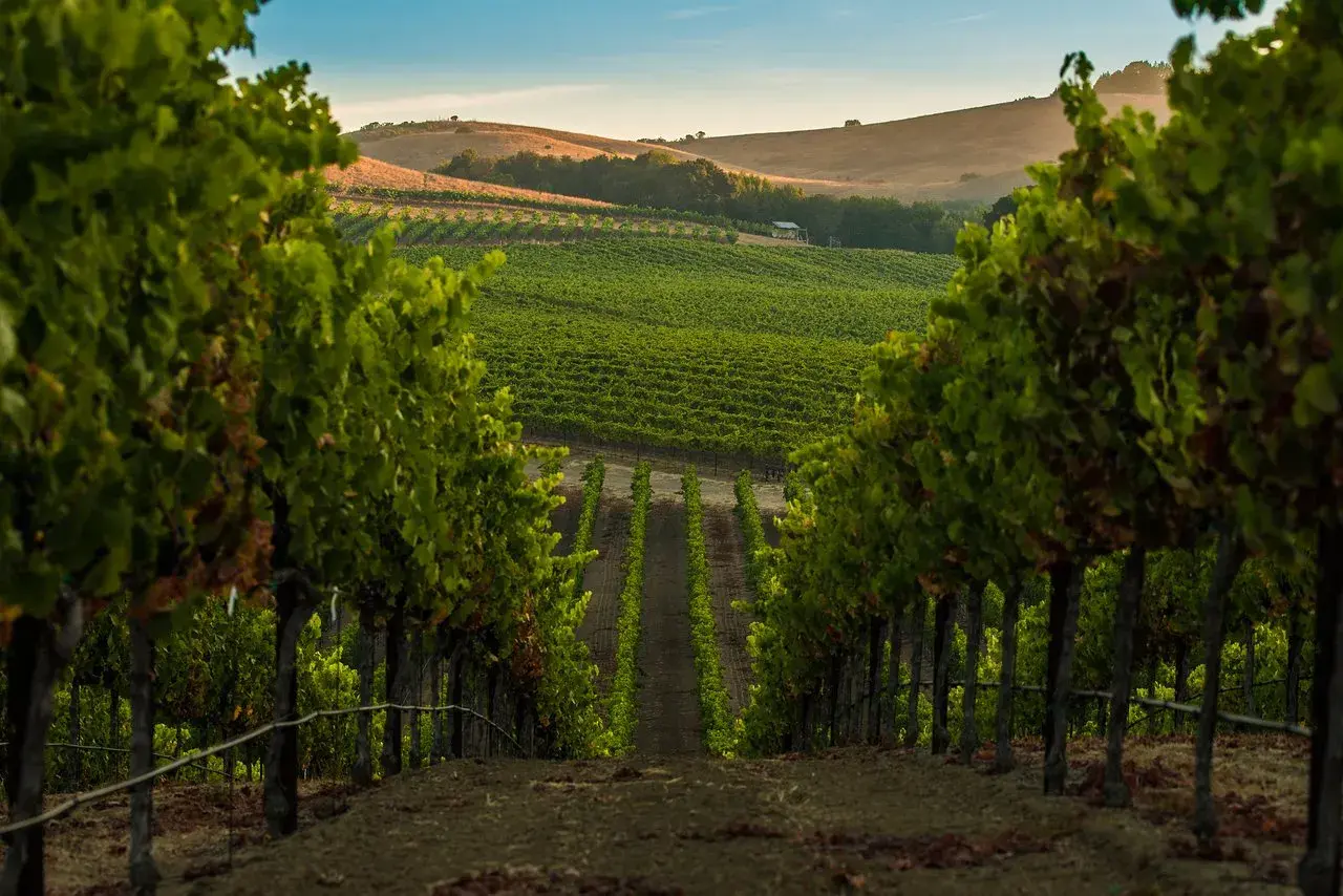 Sonnenuntergang über den Weinbergen im Napa Valley. Perfekt für eine Weinprobe.