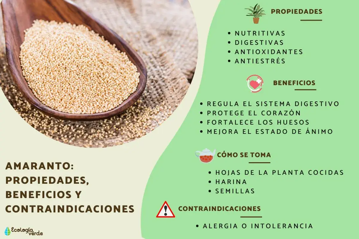 Amaranto: semillas doradas en cuchara de madera, detallando sus propiedades nutritivas, digestivas y beneficios para el corazón.