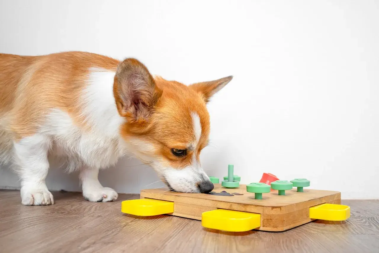 Corgi concentrato su giochi di intelligenza da fare a casa, esplora un puzzle in legno con bottoni colorati.