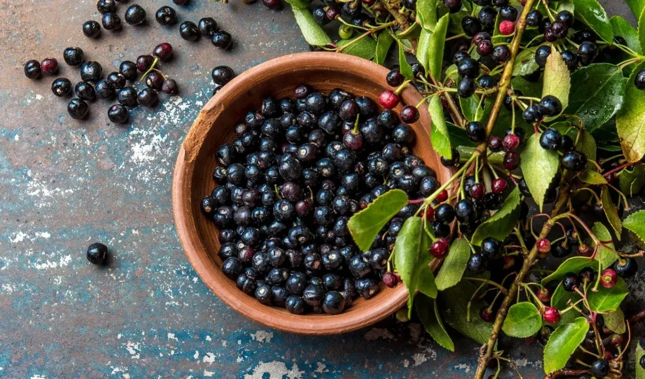 Schwarze Beeren in einer Schale und an Zweigen. Informieren Sie sich über mögliche maqui-beere nebenwirkungen, bevor Sie sie konsumieren.