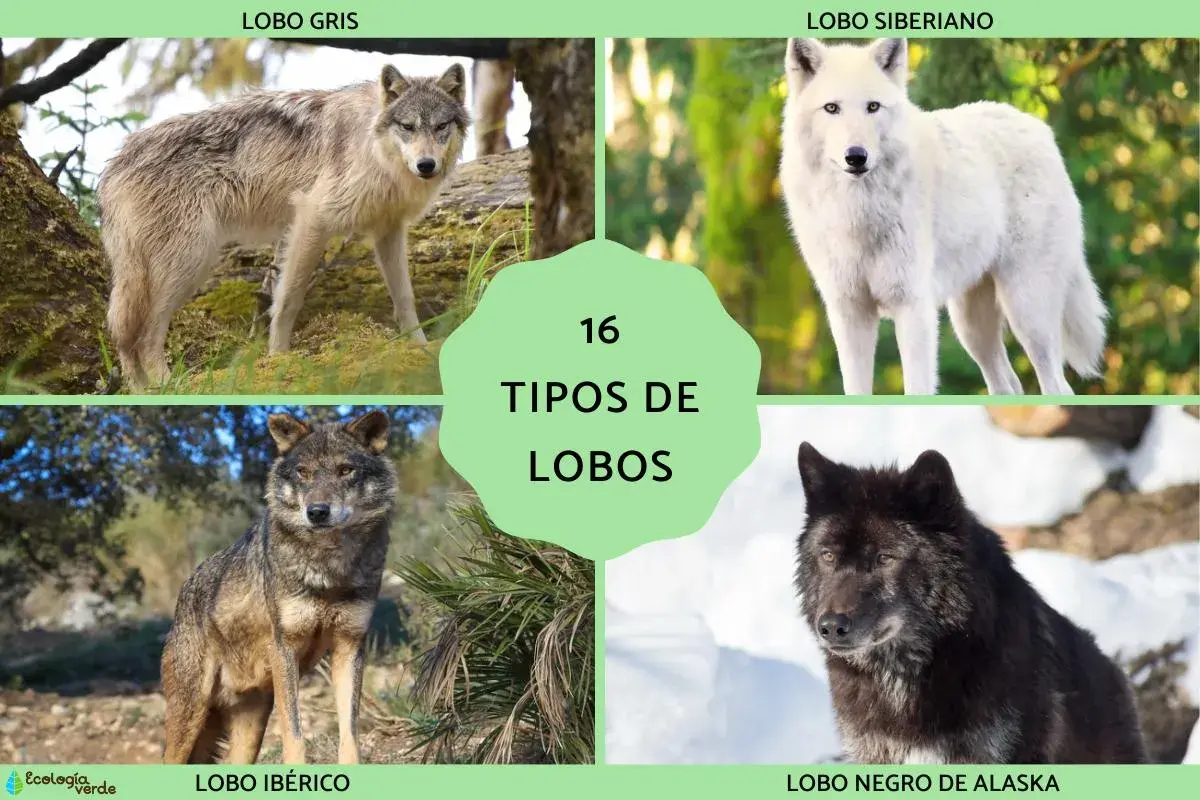 Explora 16 tipos de lobos: lobo gris, siberiano, ibérico y negro de Alaska, entre otros.