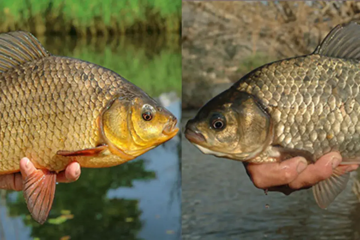Zwei Fische im Profil: Links eine goldgelbe Karausche, rechts eine dunklere Karausche. Der Unterschied ist deutlich sichtbar.